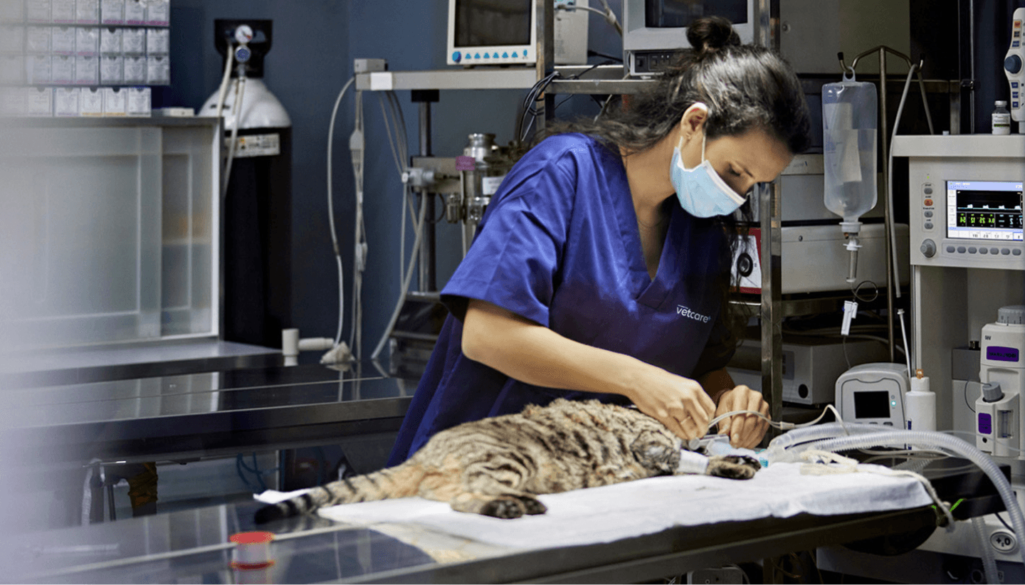 Happy Pets, happy Team: vereinfachtes Talentmanagement durch Planung und Partnerschaft bei Neuseelands beliebtester Tierpflege-Marke